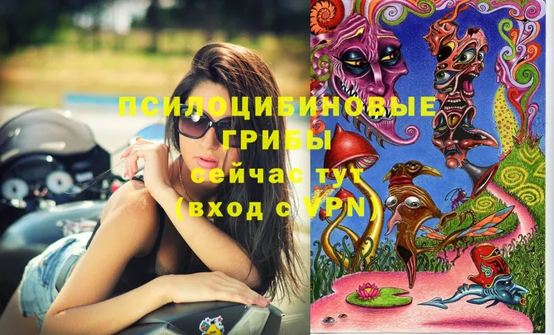 Псилоцибиновые грибы Cubensis  Кемерово 